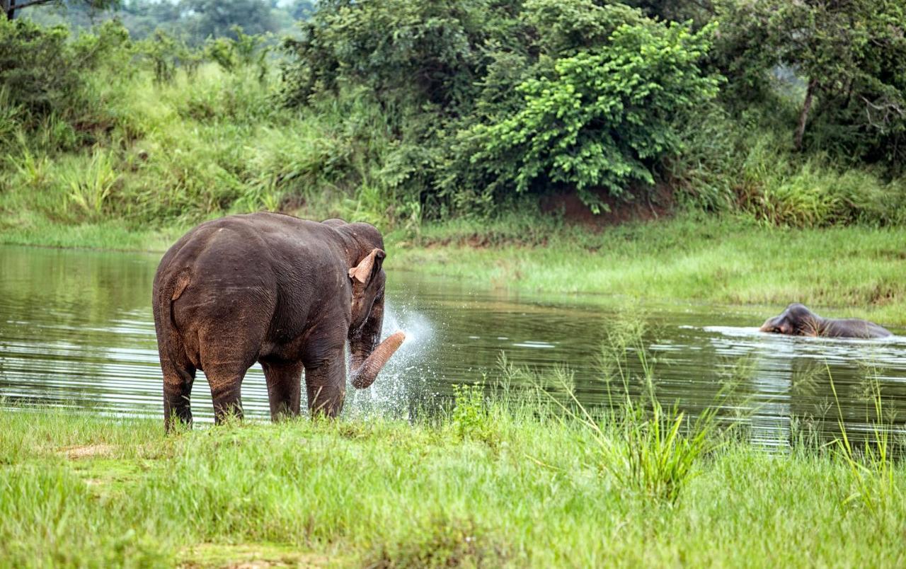 Hotel Lavendish Wild Safari Wasgamuwa Exteriér fotografie